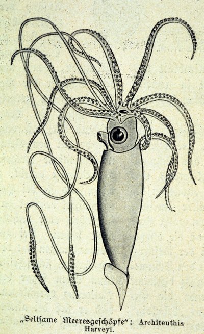 تمثيل ل Architeuthis Harveyi ، الحبار العملاق. بواسطة فنان غير معروف