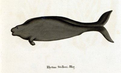 Rhytina Stelleri تسمى أيضًا البقرة البحرية Steller ، اختفت العينة في القرن الثامن عشر. بواسطة فنان غير معروف