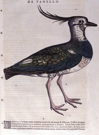 طائر أبو طائر في تاريخ الحيوانات بقلم كونراد جيسنر (1516-1565) ، زيورخ بواسطة فنان غير معروف