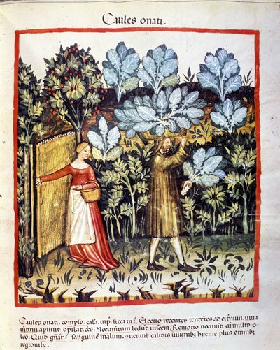 محصول زهرة الملفوف في حديقة نباتية. الإضاءة من حلب الأدوية وعلم التغذية "" Tacuinum sanitatis "" بواسطة فنان غير معروف