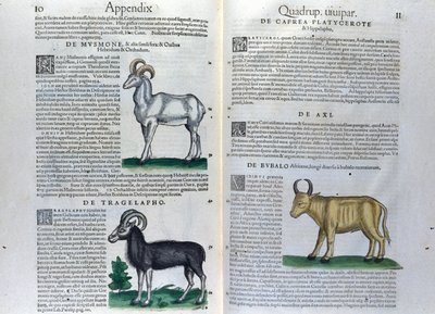 الصفحة المزدوجة للرباعية في تاريخ الحيوانات بقلم كونراد جيسنر (1516-1565) ، تيغوري بواسطة فنان غير معروف