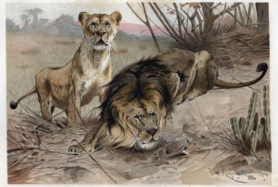 الأسد (بانثيرا ليو) - نقش من "" حياة الحيوانات بريهم "لألفريد إدموند بريهم (1829-1884) بواسطة فنان غير معروف