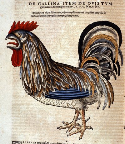 الديك بعد تاريخ الحيوانات بقلم كونراد جيسنر ، زيورخ 1560. الموقع Nazionale Braidense. ميلان بواسطة فنان غير معروف