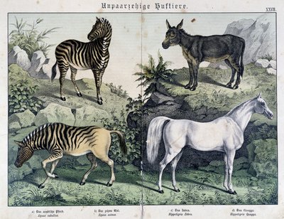 Zebras, donkey and horse - in “” Histoires naturelles des mammals””, ed. Schreiber بواسطة فنان غير معروف