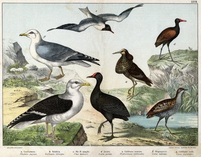 a: المقاتل (Machetes pugnax) ، b: Chicken Gallinula chloropus) ، c: Rale des genetes (Crex pratensis) ، d: Jacana (Parra Jacana) ، e: Black-eyed Gull (Hydrocolaeus ridibundus) ، f: Seagull (Larus) marinus) ، g: نورس الرنجة (Larus argentus) - في "Natur بواسطة فنان غير معروف