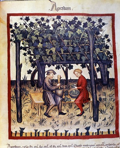 عصر العنب وقت الحصاد. الإضاءة من حلب الأدوية وعلم التغذية "" Tacuinum sanitatis "" بواسطة فنان غير معروف