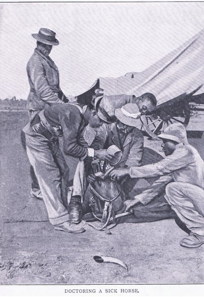 دكتوراه في الحصان المريض ، من فيلم After Pretoria: The Guerilla War الذي نشرته شركة Harmsworth Bros Limited بواسطة مصور غير معروف