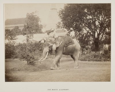 صورة في ألبوم الصور بواسطة مصور غير معروف
