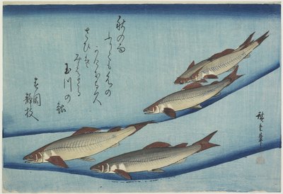 Sweetfish ، 1832-1833 بواسطة Utagawa Hiroshige