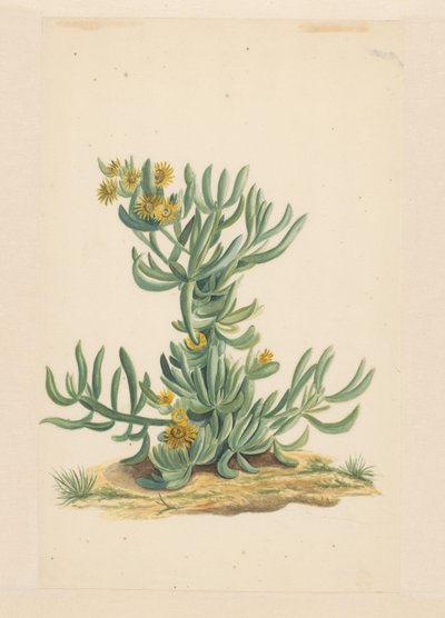 IJskruid (العنوان على الكائن) بواسطة فنسنت جانز. فان دير فين (منسوب إلى)