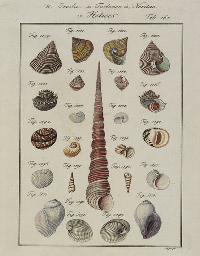 قذائف البحر: Trochi ، التوربينات ، Neritae Helices ، من Neues Systematisches Conchylien-Cabinet ، 1784 (النقش والنقش الملون يدويًا) بواسطة طائر