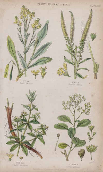 Woad. اللحام. الجنّة. السماق (نقش ملون) بواسطة W. Fitch