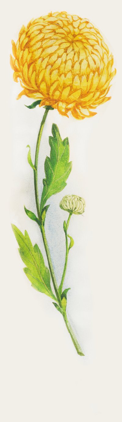 Chrysanthemum flower, drawing بواسطة WG (بعد) ثاير