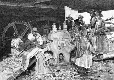 سحق القصب ، 1886. بواسطة دبليو موليير