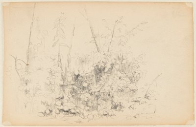 رسم تخطيطي للنباتات البرية بواسطة Walter Clark