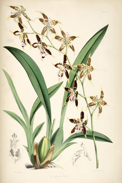 Odontoglossum hallii بواسطة والتر هود فيتش