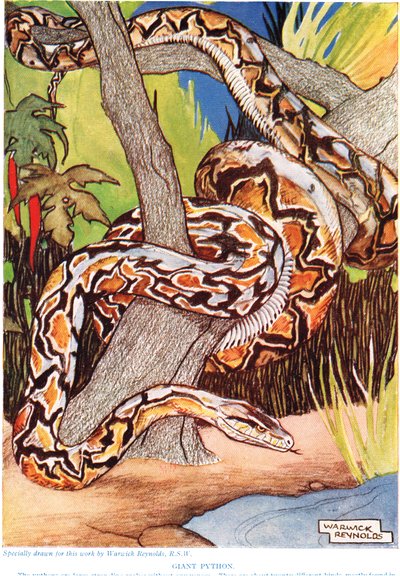 بيثون العملاق ، رسم توضيحي من "التاريخ الطبيعي الجديد" ، بقلم جون آرثر طومسون (1861-1933) ، نشره أبناء GP Putnam ، 1926 بواسطة وارويك رينولدز