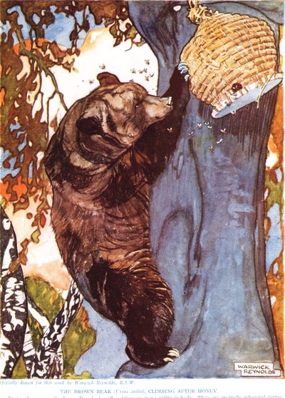 الدب البني (Ursus arctos) ، يتسلق بعد العسل ، رسم توضيحي من "التاريخ الطبيعي الجديد" ، بقلم جون آرثر طومسون (1861-1933) ، نشره أبناء GP Putnam ، 1920s بواسطة وارويك رينولدز