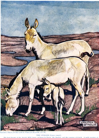 The Onager ، من "التاريخ الطبيعي الجديد" ، بقلم جون آرثر طومسون (1861-1933) ، الذي نشره أبناء GP Putnam ، 1926 بواسطة وارويك رينولدز