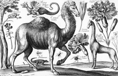 الحيوانات ، الوحوش البرية ، نقش ديفيد لوجان بواسطة Wenceslaus (بعد) Hollar