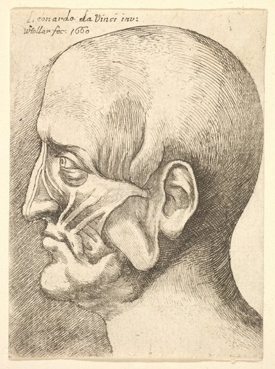 رأس Ecorche لرجل في الملف الشخصي إلى اليسار ، 1660. بواسطة وينسلوس هولار