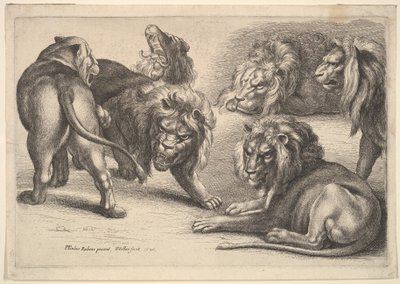 خمسة أسود وأسد ، 1646. بواسطة وينسلوس هولار