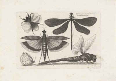 اليعسوب والفراشة والنحلة الحشرات (عنوان المسلسل) Muscarum Scarabeorum (عنوان السلسلة) بواسطة وينسلوس هولار