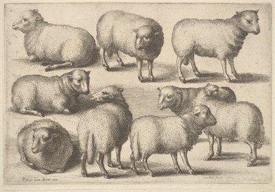 تسعة أغنام ، 1646. بواسطة وينسلوس هولار