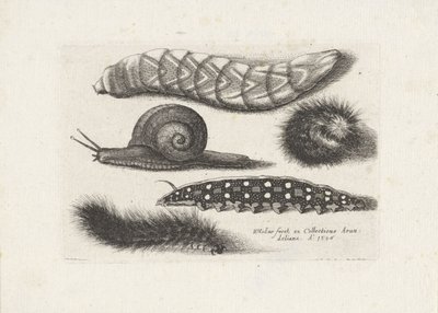 اليرقات والحلزون الحشرات (عنوان المسلسل) Muscarum Scarabeorum (عنوان السلسلة) بواسطة وينسلوس هولار