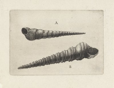 الأصداف ، turritella terebra (A) و turritella Dupata (B) قذائف (عنوان المسلسل) بواسطة وينسلوس هولار