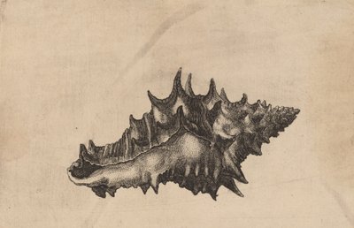شل Vasum Ceramicum ، c. 1645. بواسطة وينسلوس هولار