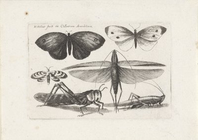 الجنادب والفراشات الحشرات (عنوان المسلسل) Muscarum Scarabeorum (عنوان السلسلة) بواسطة وينسلوس هولار