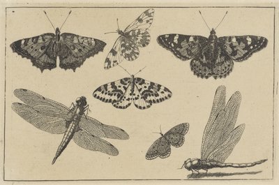 اثنين من اليعسوب وخمس فراشات حشرات مختلفة (عنوان المسلسل) Diversae Insectorum (عنوان السلسلة) بواسطة وينسلوس هولار