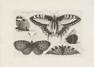 خمس فراشات الحشرات (عنوان المسلسل) Muscarum Scarabeorum (عنوان السلسلة) بواسطة وينسلوس هولار