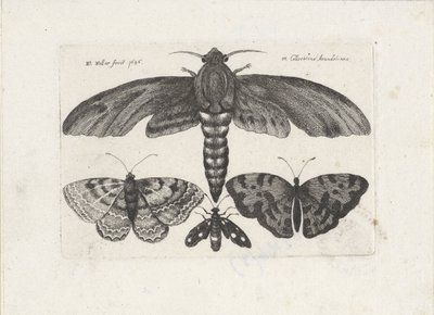 فراشات وعثة الحشرات (عنوان المسلسل) Muscarum Scarabeorum (عنوان السلسلة) بواسطة وينسلوس هولار