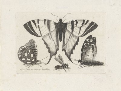 فراشات ودبور الحشرات (عنوان المسلسل) Muscarum Scarabeorum (عنوان السلسلة) بواسطة وينسلوس هولار