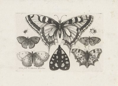 الفراشات والخنافس والعثة الحشرات (عنوان المسلسل) Muscarum Scarabeorum (عنوان السلسلة) بواسطة وينسلوس هولار