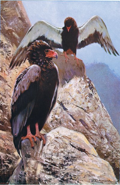 Bateleur Eagle ، توضيح من Wildlife of the World ، c.1910 بواسطة فيلهلم كونرت
