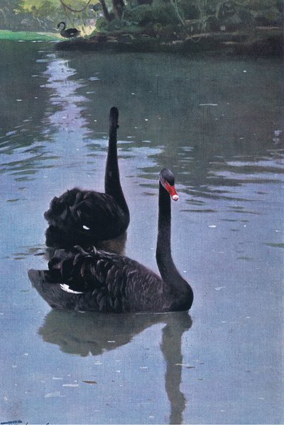 البجعة السوداء ، رسم توضيحي من Wildlife of the World ، c.1910 بواسطة Wilhelm Kuhnert