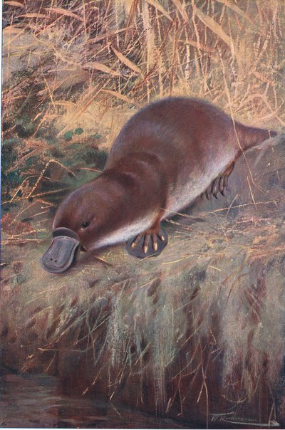 منقار البط ، التوضيح من Wildlife of the World ، c.1910 بواسطة فيلهلم كونرت