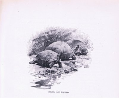 السلاحف العملاقة ، رسم توضيحي من Wildlife of the World ، c.1910 بواسطة فيلهلم كونرت