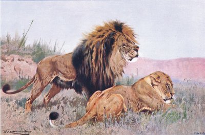 أسد ولبؤة ، توضيح من الحياة البرية في العالم ، ج .1910 بواسطة Wilhelm Kuhnert