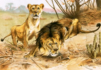 أسد و لبؤة بواسطة Wilhelm Kuhnert