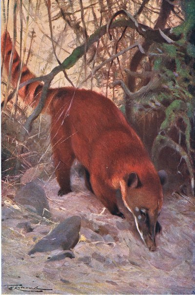 Red Coati ، من الحياة البرية في العالم ، نشره Frederick Warne & Co ، c.1900 بواسطة فيلهلم كونرت