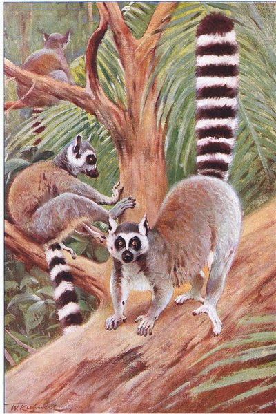 الذيل الدائري ليمور ، رسم توضيحي من Wildlife of the World ، c.1910 بواسطة فيلهلم كونرت