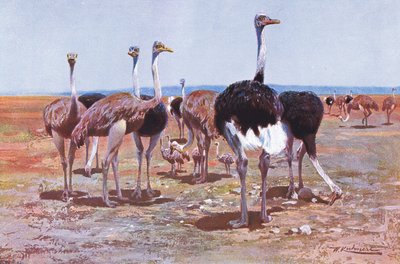 النعامة الصومالية ، توضيح من الحياة البرية في العالم ، ج .1910 بواسطة Wilhelm Kuhnert