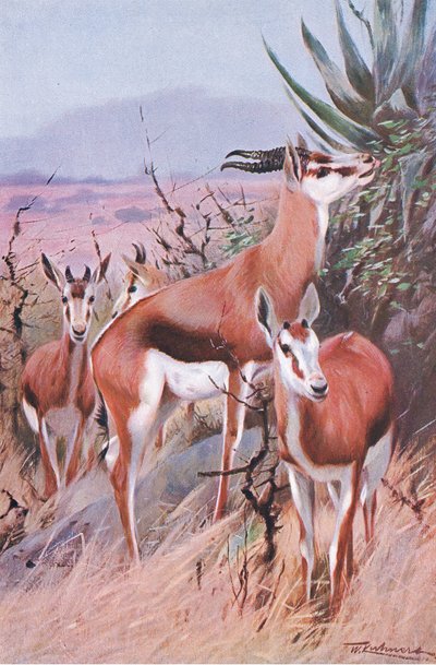 Springbok ، التوضيح من Wildlife of the World ، c.1910 بواسطة فيلهلم كونرت