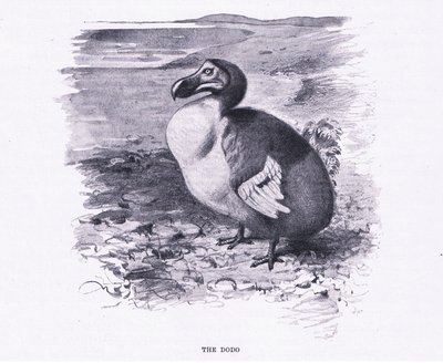 دودو ، رسم توضيحي من Wildlife of the World ، c.1910 بواسطة فيلهلم كونرت