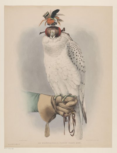 وايت جرينلاند فالكون Le groenlandais ، faucon blanc musée (العنوان على الكائن) بواسطة جوزيف وولف