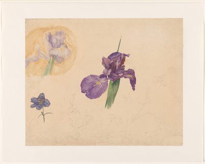 دراسات قزحية و larkspur بواسطة Willem van Konijnenburg
